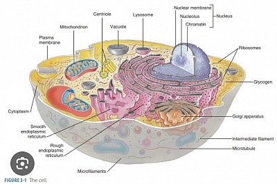 Animal Cell