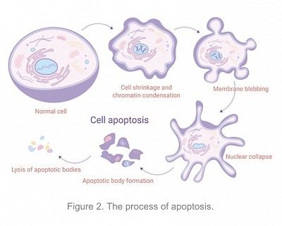 Cell death