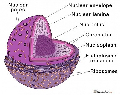 Cell