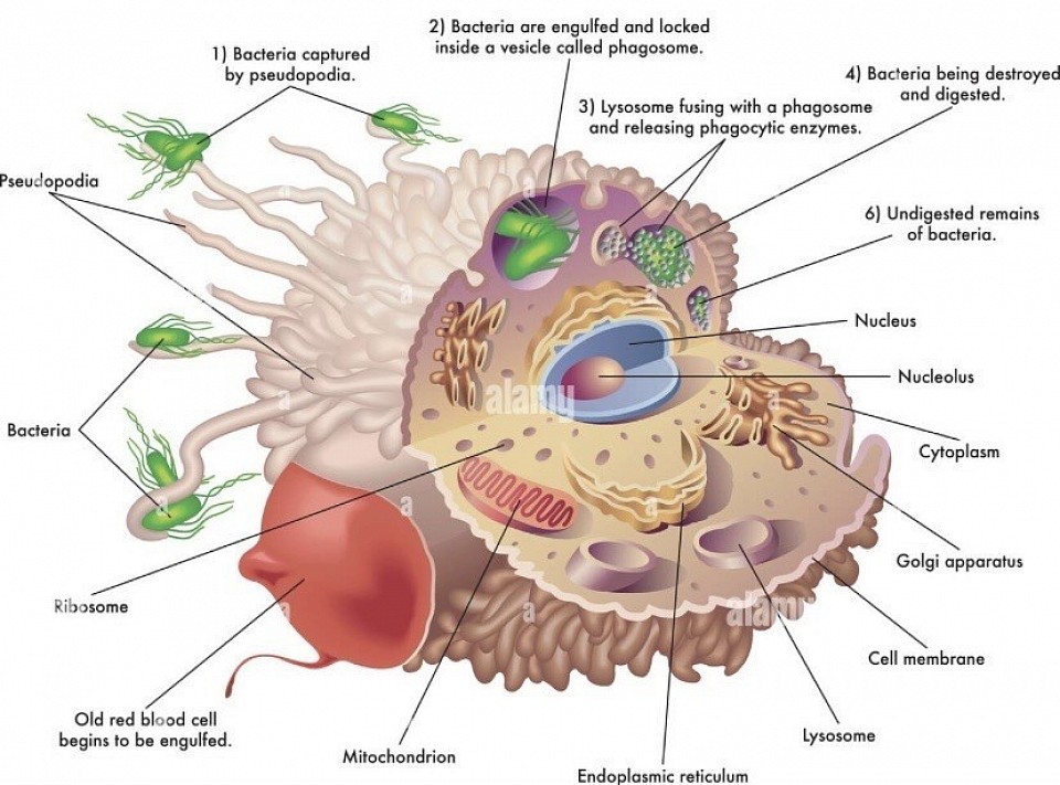 T Cell