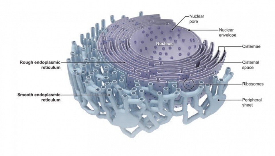 The Endoplasmic Recticulum