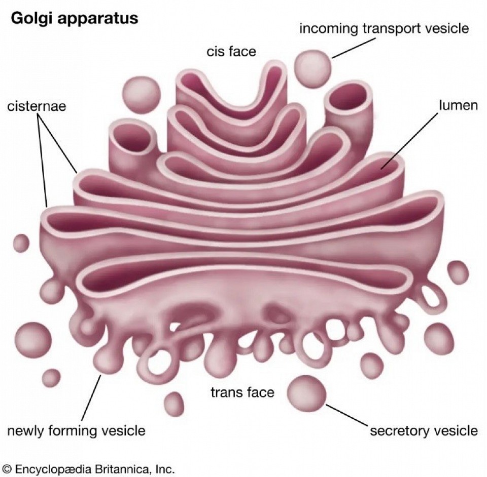 Golgi Apparatus