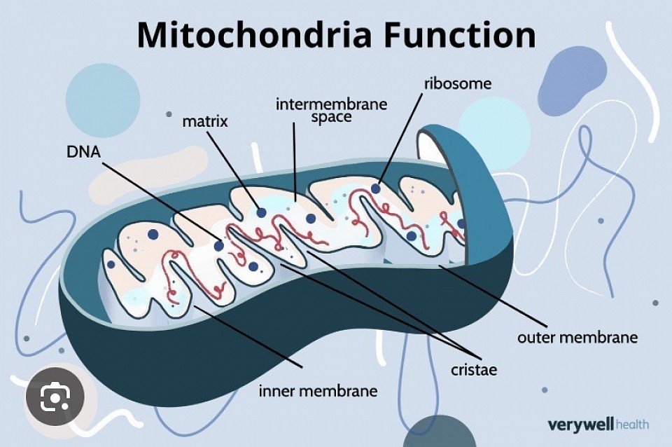 Mitochondria