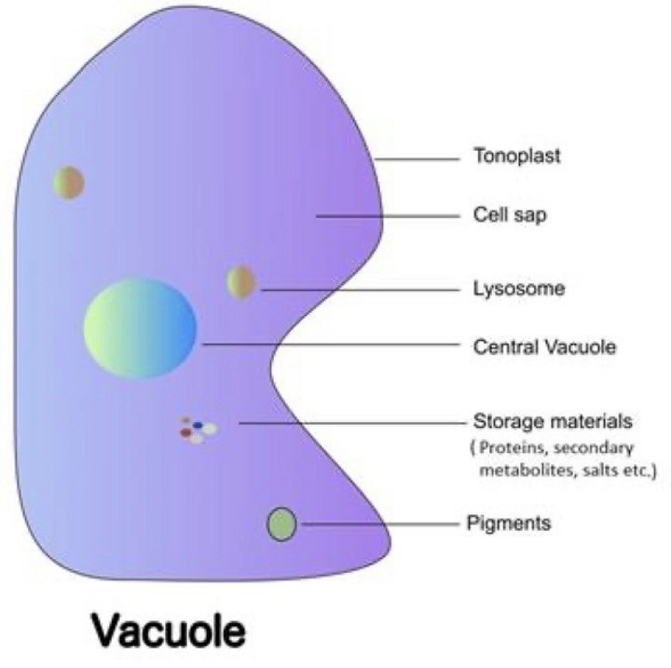 Vacuole