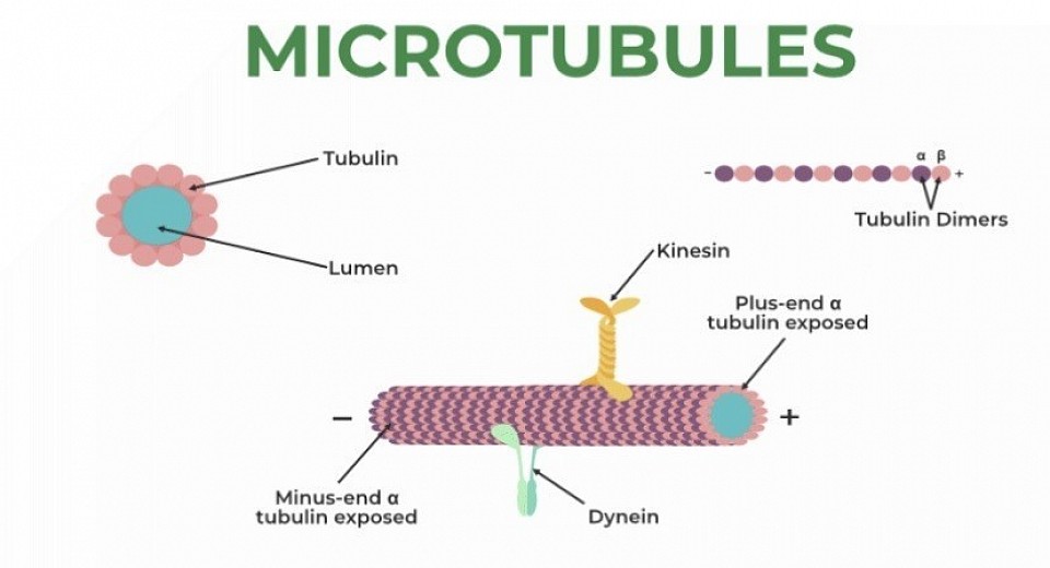 Microtubules