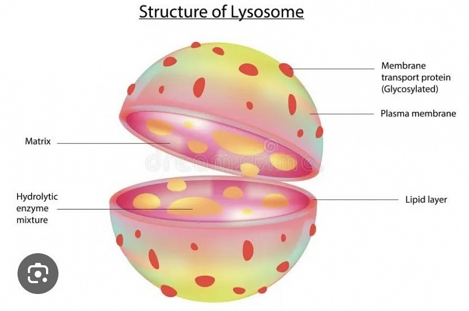 lysosome