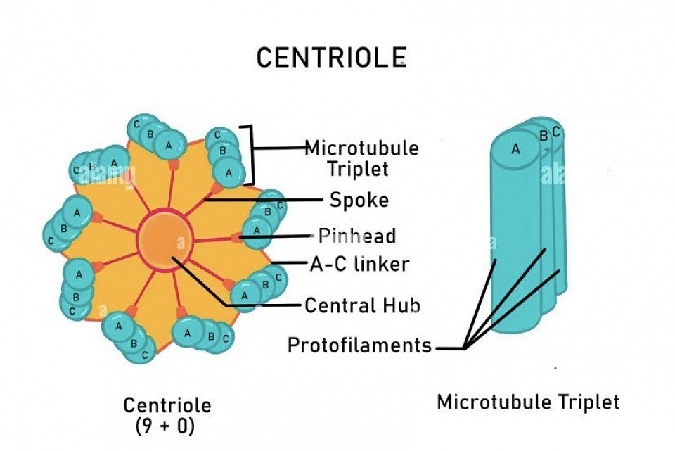 Centrioles