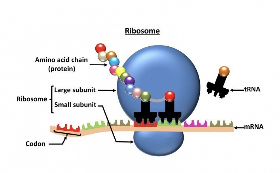 Ribosomes