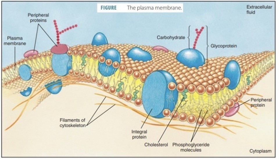 The Plasma Membrane