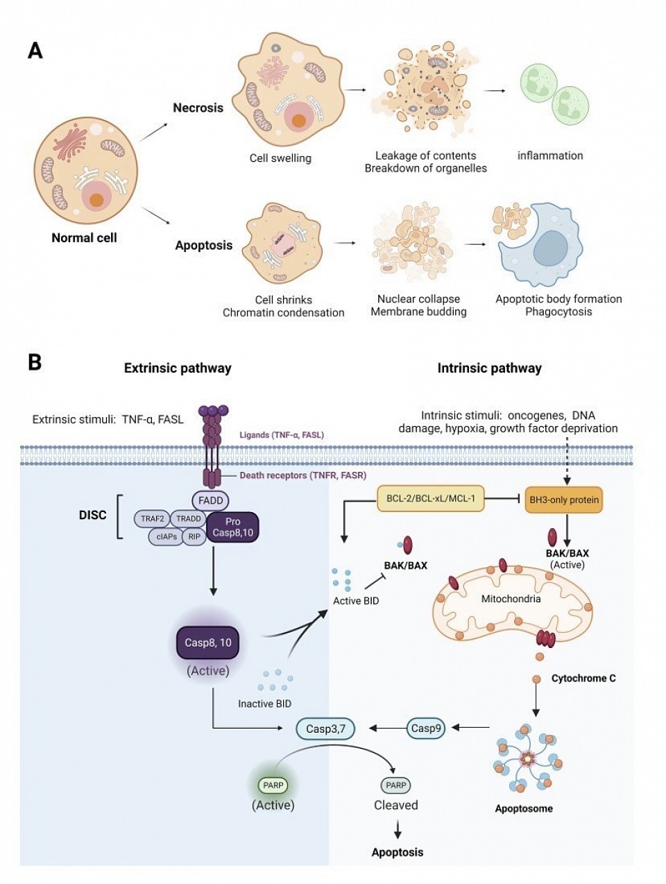 Apoptosis and Necroptosis