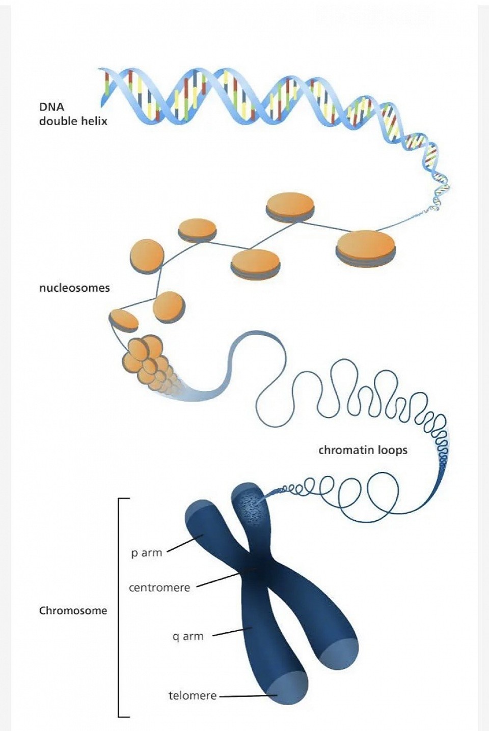 Chromosome