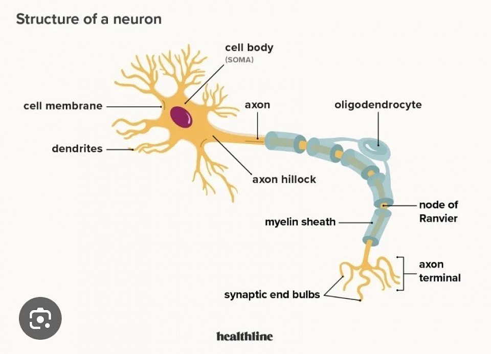 Neuron