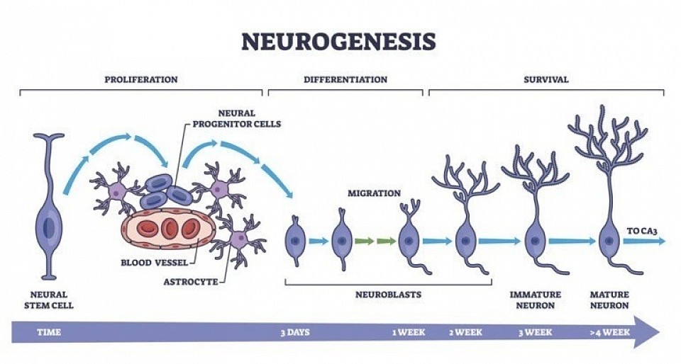 Neurogenesis