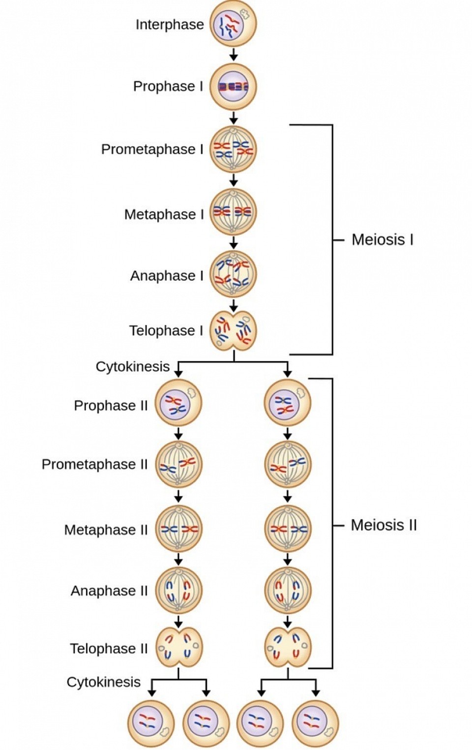 Meiosis