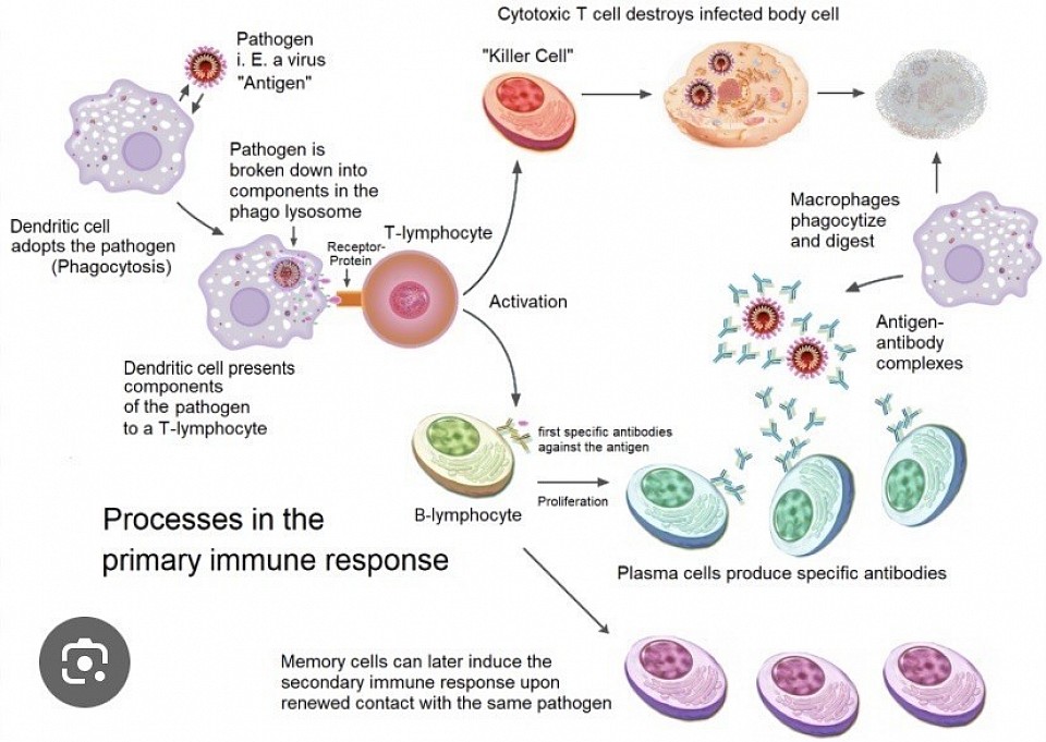 Immune Response