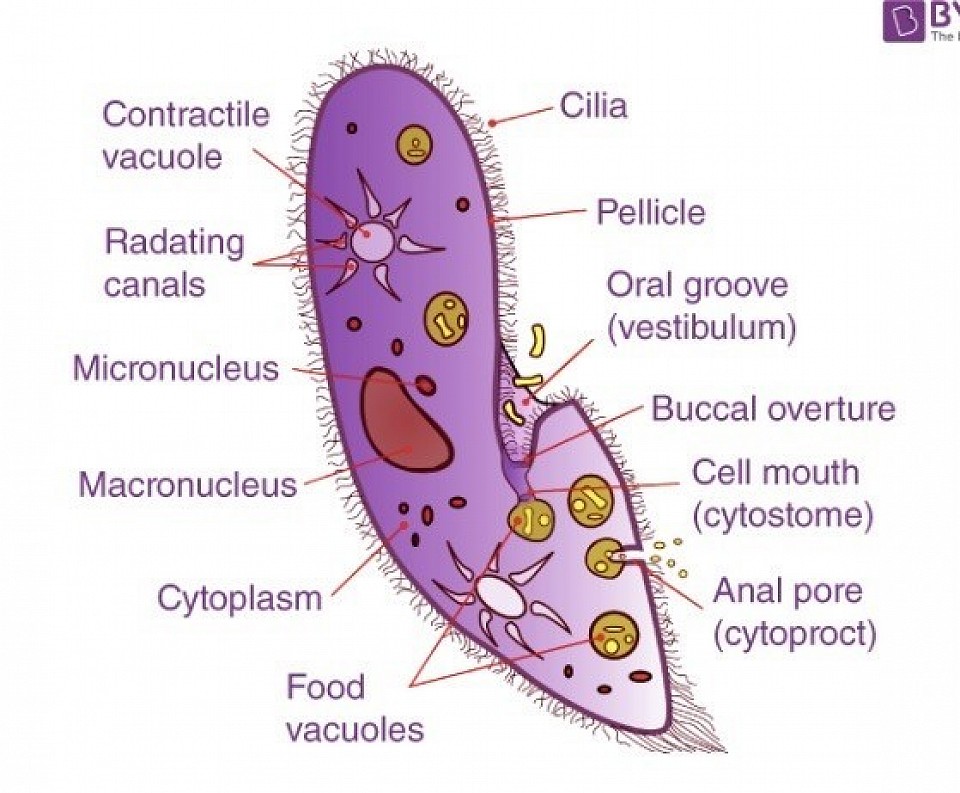 Paramecium