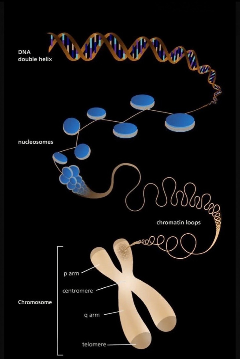 Chromosomes