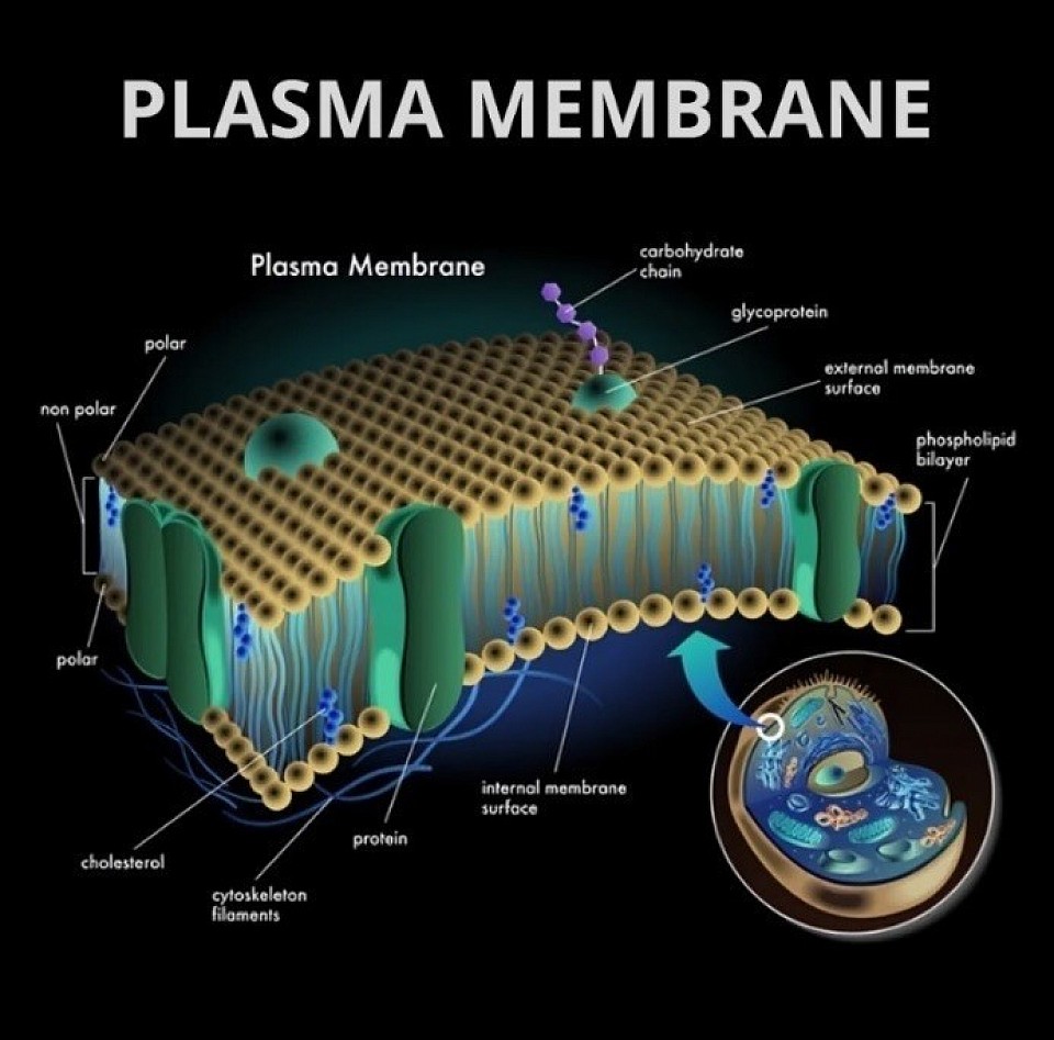 Plas (plasma membrane) Ruled by none