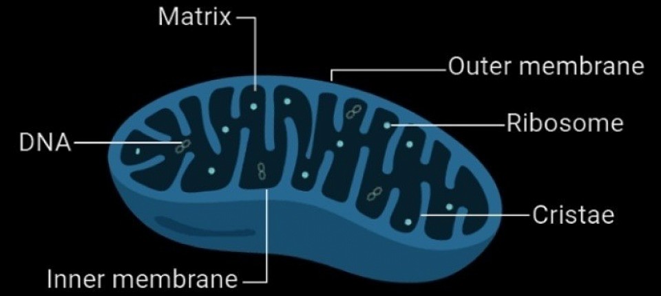 Mito (mitochondria) Ruled by Helgan