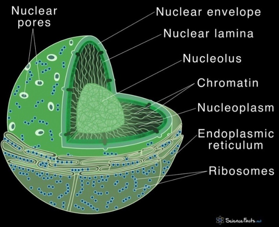 Nuc (nucleus) Ruled by Yesuha