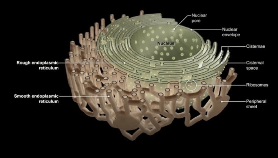 Endo (endoplasmic reticulum) Ruled by Mystique