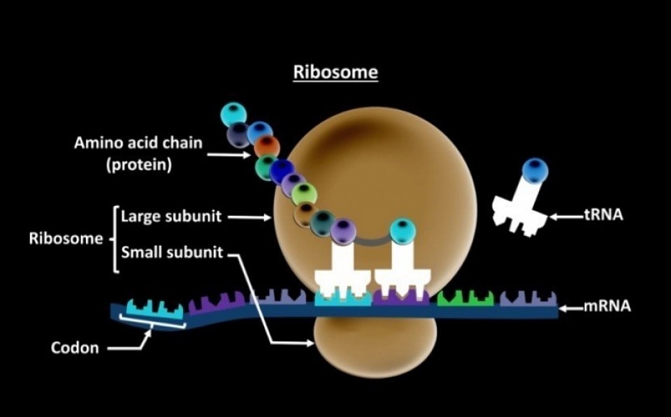 Ri (ribosomes) Ruled by Wexle