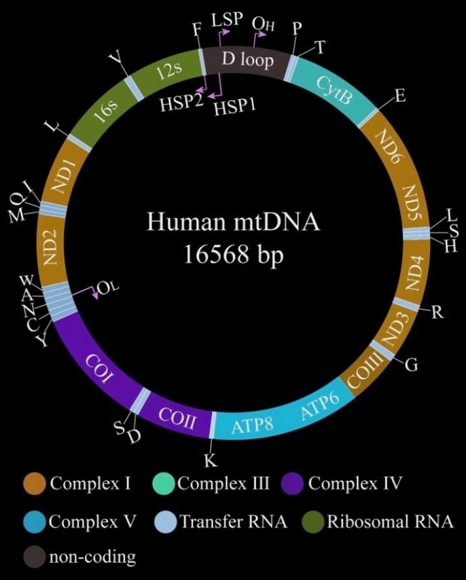 Mitochondrial DNA - The Cosmic Wheel