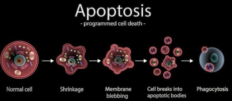 Apoptosis