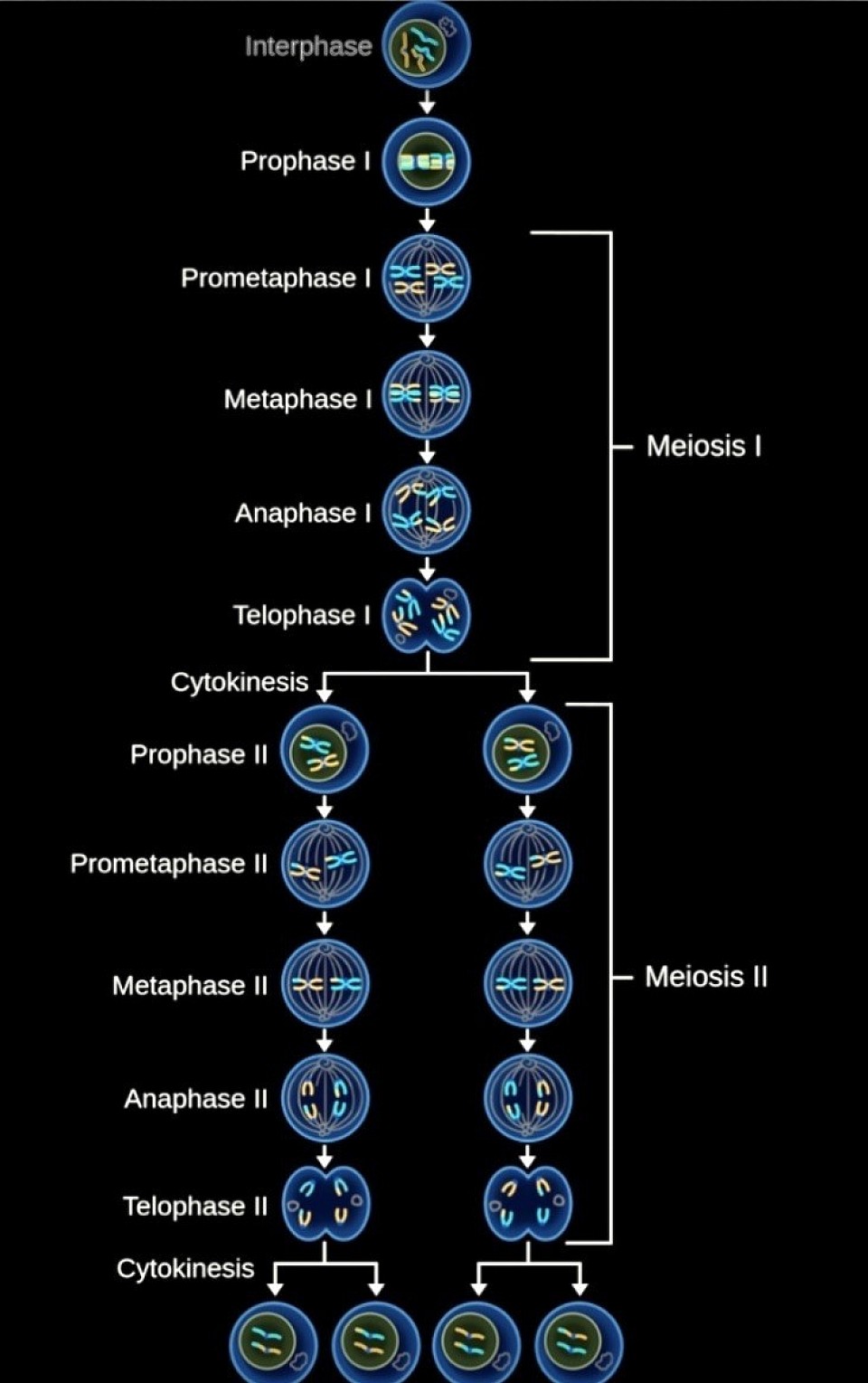 Meiosis